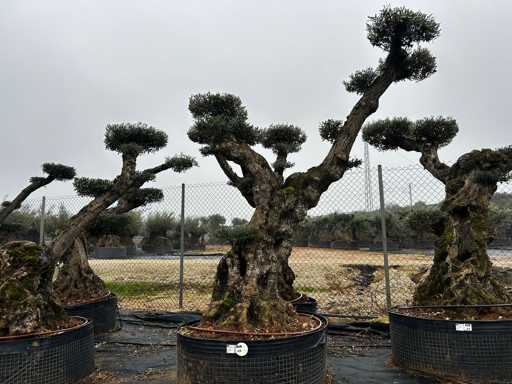Olijfboom - Olea Europea Pom Pom Secolare 
