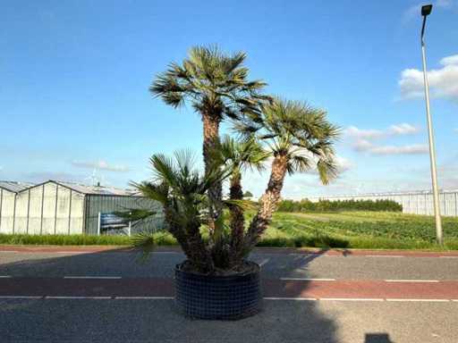 Palmier à tiges multiples (Chamaerops Humilis)