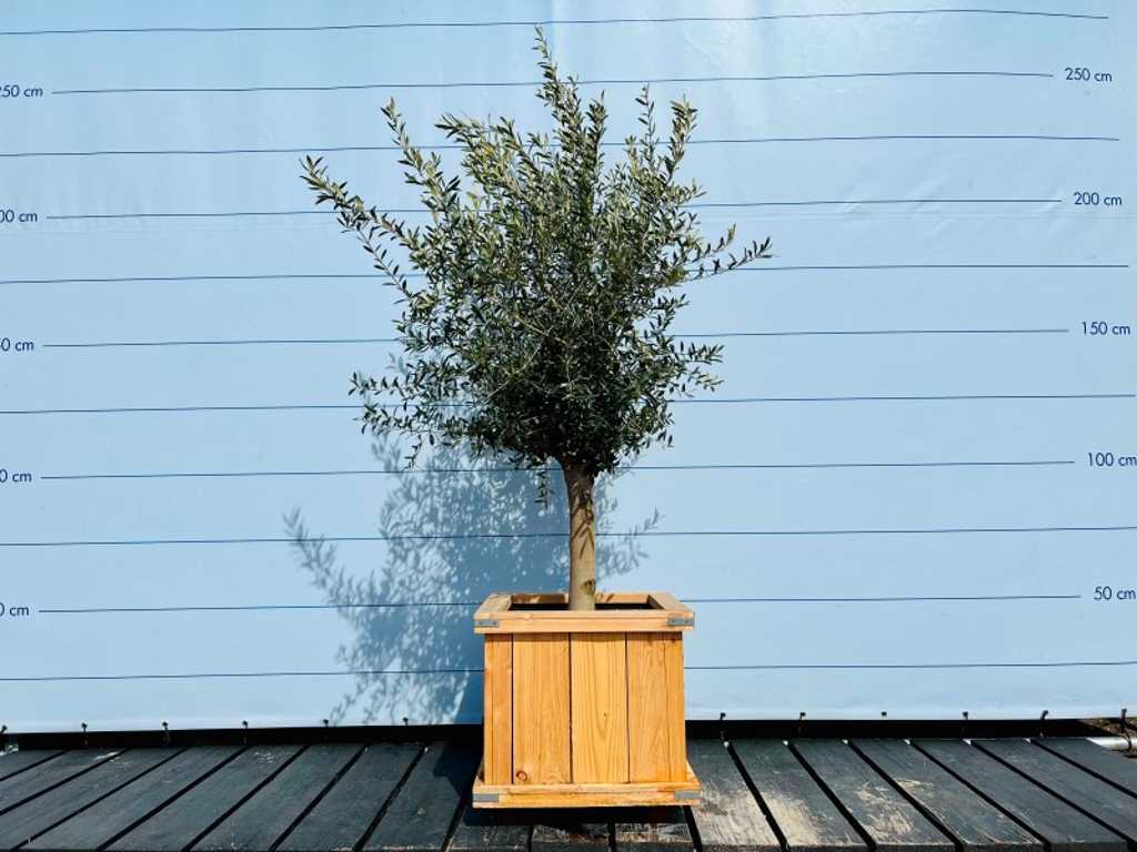 drzewo oliwne gładki pień. Obwód pnia 20 - 40 cm w pojemniku z drewna liściastego