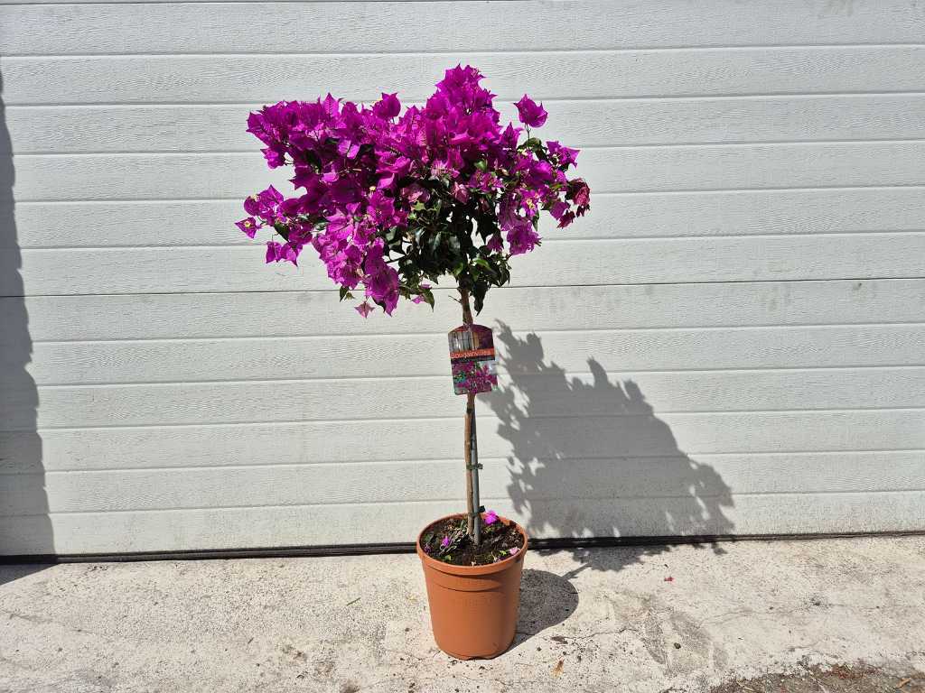 Bougainvillea Purple on stem - Spring bloomer - height approx. 100 cm