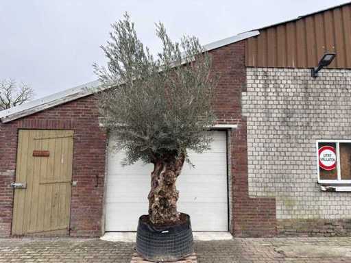 Bonsai drzewa oliwnego XL - Olea Europaea - 200 lat - wysokość ok. 330 cm