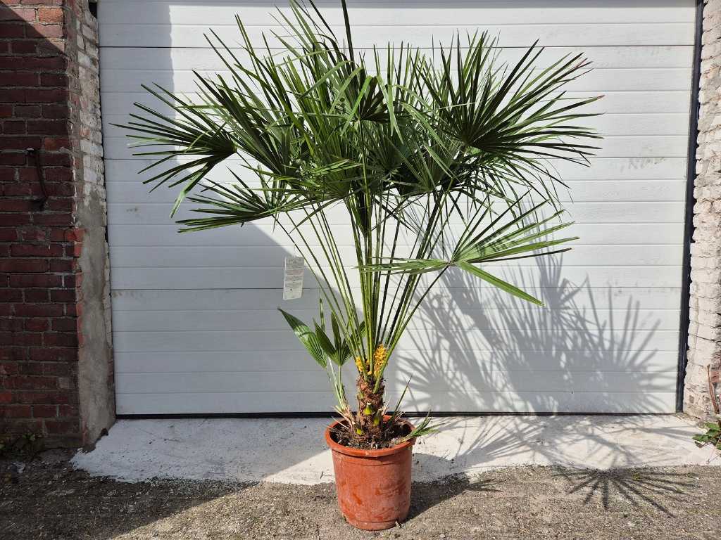 Palma nana europea - Chamaerops Humilis - albero mediterraneo - altezza circa 150 cm 