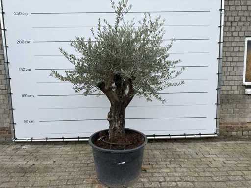 Olijfboom Old Skin - Olea Europaea - 100 jaar oud - hoogte ca. 200 cm