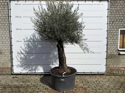 Olive Tree Old Trunk - Olea Europaea - approx. 75 years old - height approx. 280 cm