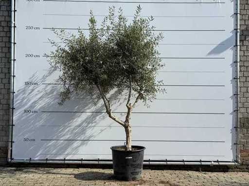 Olive tree branched - Olea Europaea - approx. 80 years old - height approx. 250 cm