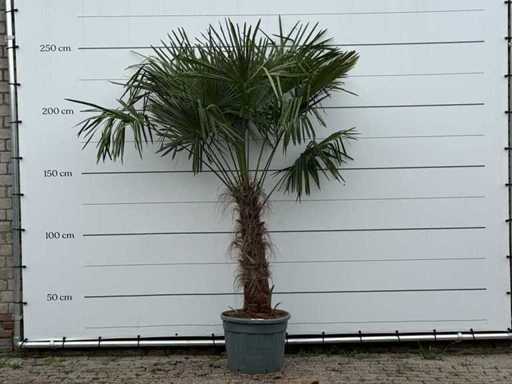 Chinese fan palm - trunk 80-100 cm - Trachycarpus Fortunei - height approx. 250 cm
