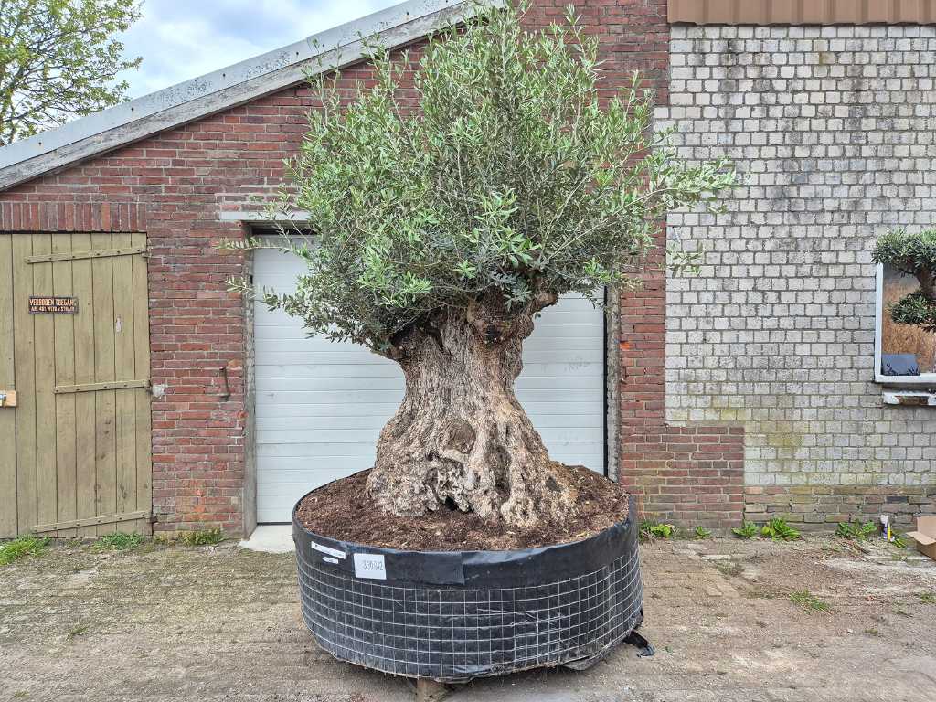 Olijfboom Bonsai - Olea Europaea - 250 jaar oud - hoogte ca. 400 cm