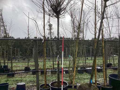 Grab – drzewo cebulkowe