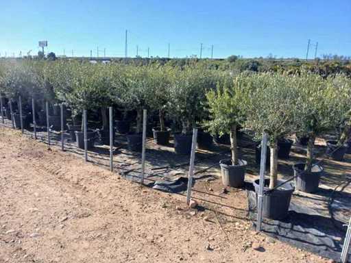 Olea Europea 100 unități