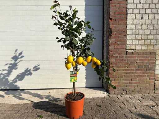 Lemon tree - Citrus Limon - Fruit / fruit tree - height approx. 160 cm