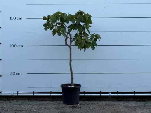 Figuier - Ficus Carica - hauteur environ 150 cm