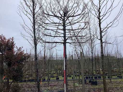 Hornbeam - Espalier