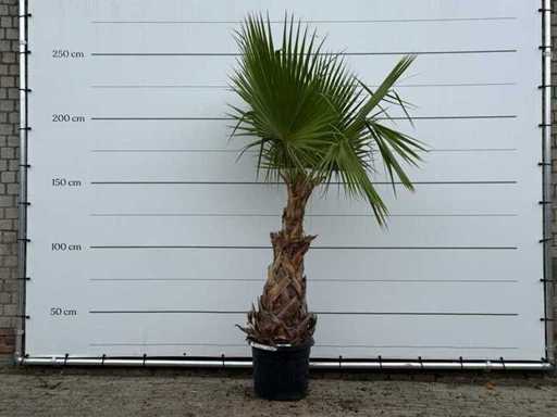 Palma a ventaglio messicana - Washingtonia Robusta - altezza circa 250 cm