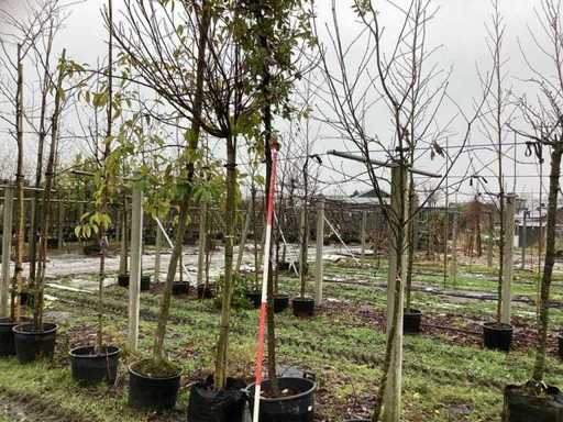 Steeneik - Groenblijvende boom