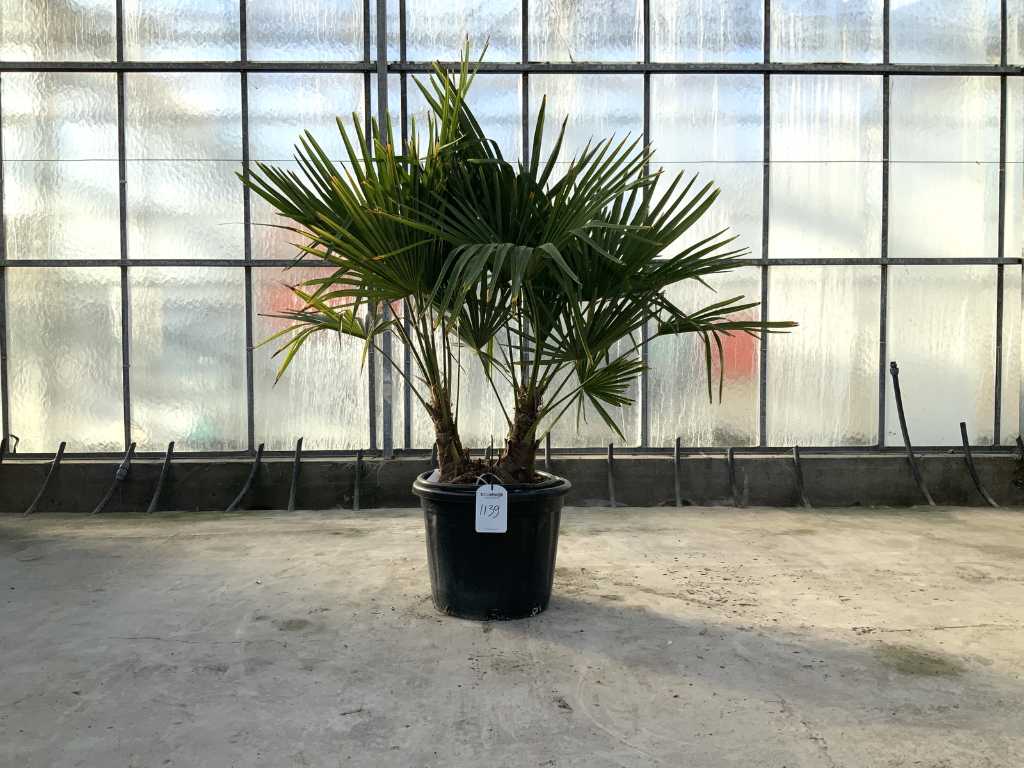 Palma a più steli (Trachycarpus Fortunei)