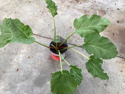 Rhubarbe (15)