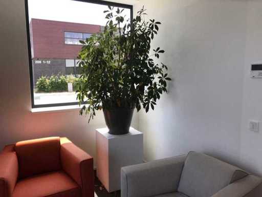 Plante d’intérieur hydroponique sur colonne