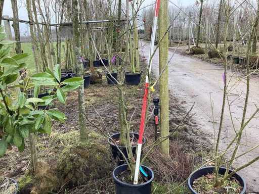 Nuc comun - Arbore cu tulpini multiple