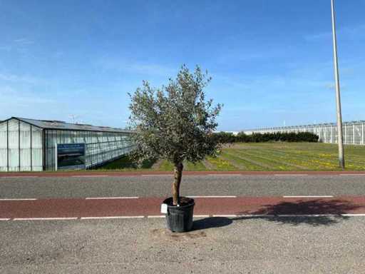 Olivenbaum (Olea Europaea Lessini)