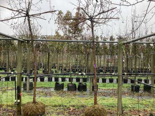 Jabłoń krabowa – drzewo dachowe (2x)