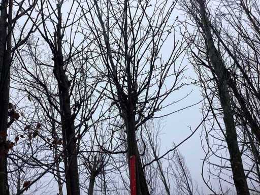 Japanse Sierkers - Vormboom