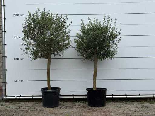2x Olijfboom Florida - Olea Europaea - ca. 25 jaar oud - hoogte ca. 180 cm