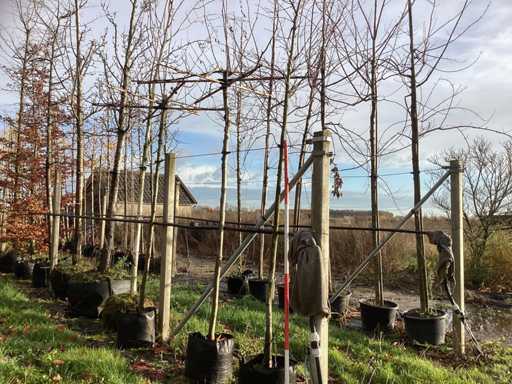 Porzeczka – drzewo ozdobne