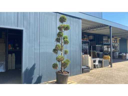 Cypress Tuscany ponpon height 250-300 cm Perennial