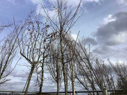 Swamp oak - Topiary tree