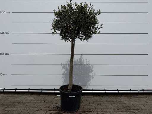 Olivenbaum Florida – Olea Europaea – Höhe ca. 170 cm