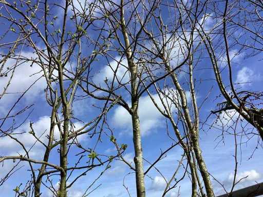 Amberboom - Vormbomen