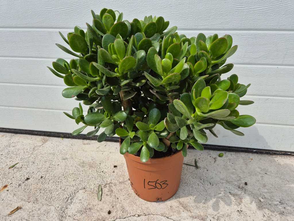 Roślina doniczkowa - Crassula Argentea - wysokość ok. 40 cm