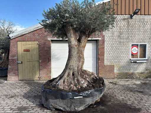 Bonsaï d’olivier XXL - Olea Europaea - 200 ans - Taille environ 330 cm