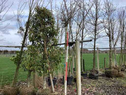 Boles maple - Topiary trees