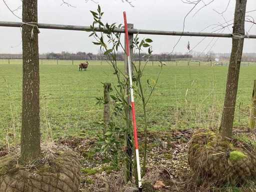 Kirschlorbeer – Mehrstämmiger Baum