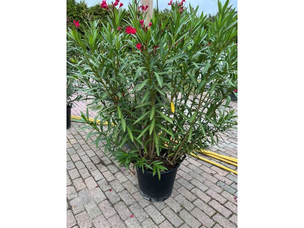 Oleander red 170cm incl pot