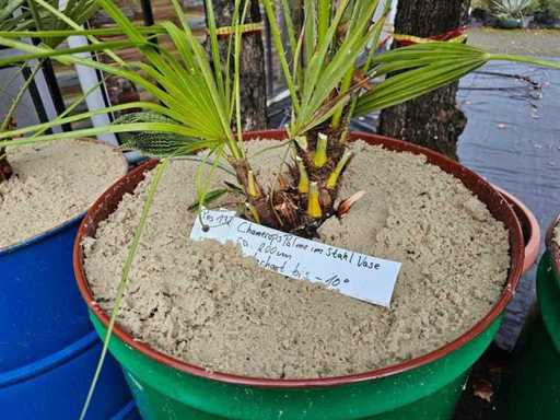 Mediterranean dwarf palm (Chamaerops humilis) in green steel barrel - 200 cm