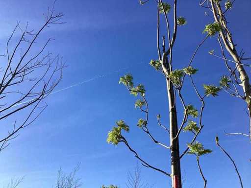 Rowan - copaci topiari