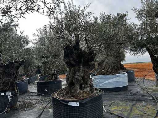  Olijfboom in een voorbeeldige mand