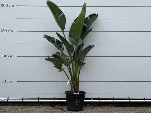 Paradijsvogelplant M - Strelitzia Augusta - hoogte ca. 175 cm