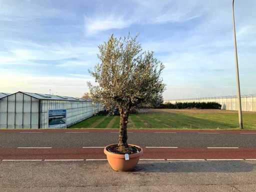Ulivo (Olea Europaea Lessini)