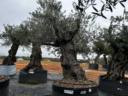  OLEA EUROPEA SECOLARE  