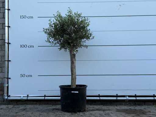 Olive tree Florida - Olea Europaea - approx. 25 years old - height approx. 150 cm