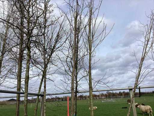 Sargent cherry - Topiary tree