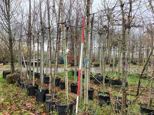 Klon czerwonolistny – drzewa w parku (3x)