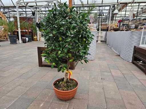 Exotischer Kumquat-Baum (Citrus japonica) im Bonsai-Stil - 100 cm