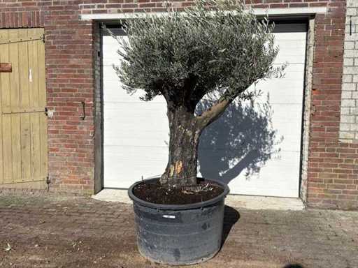 Olive Old Skin - Olea Europaea - 100 ans - hauteur environ 220 cm