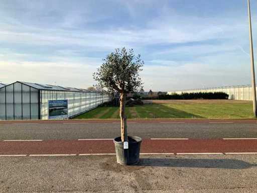 Ulivo (Olea Europaea Lessini)