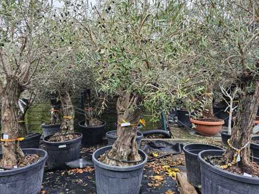 Exclusieve olijfboom (100-120 jaar) - Uniek mediterrane exemplaar