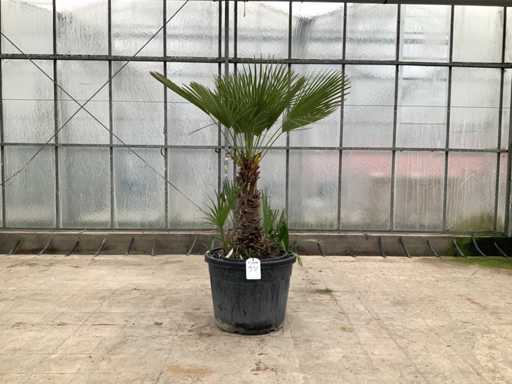 Palmboom meerstammig (Chamaerops Humilis)